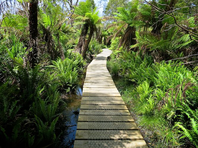 Sealers Swamp Boardwalk