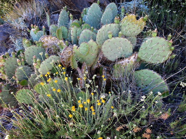Cactus and wildflowers on the PCT near Burnt Rancheria