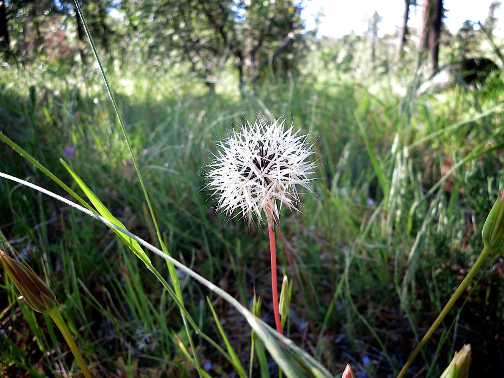 Kid-Hikes-PCT-Mt-Laguna 13