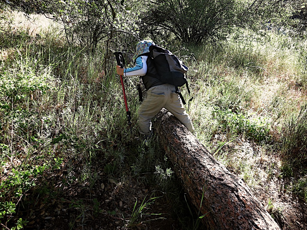 Kid-Hikes-PCT-Mt-Laguna 26