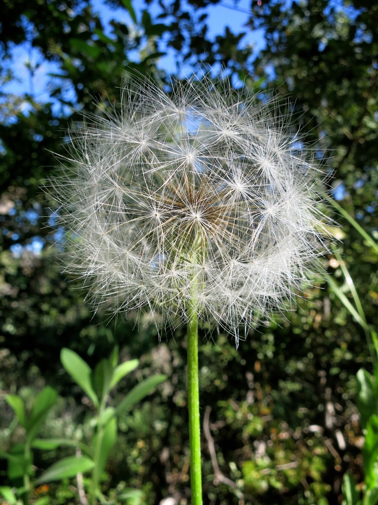 Kid-Hikes-PCT-Mt-Laguna 29