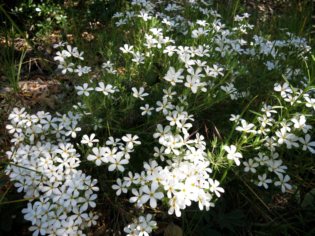 Kid-Hikes-PCT-Mt-Laguna 31