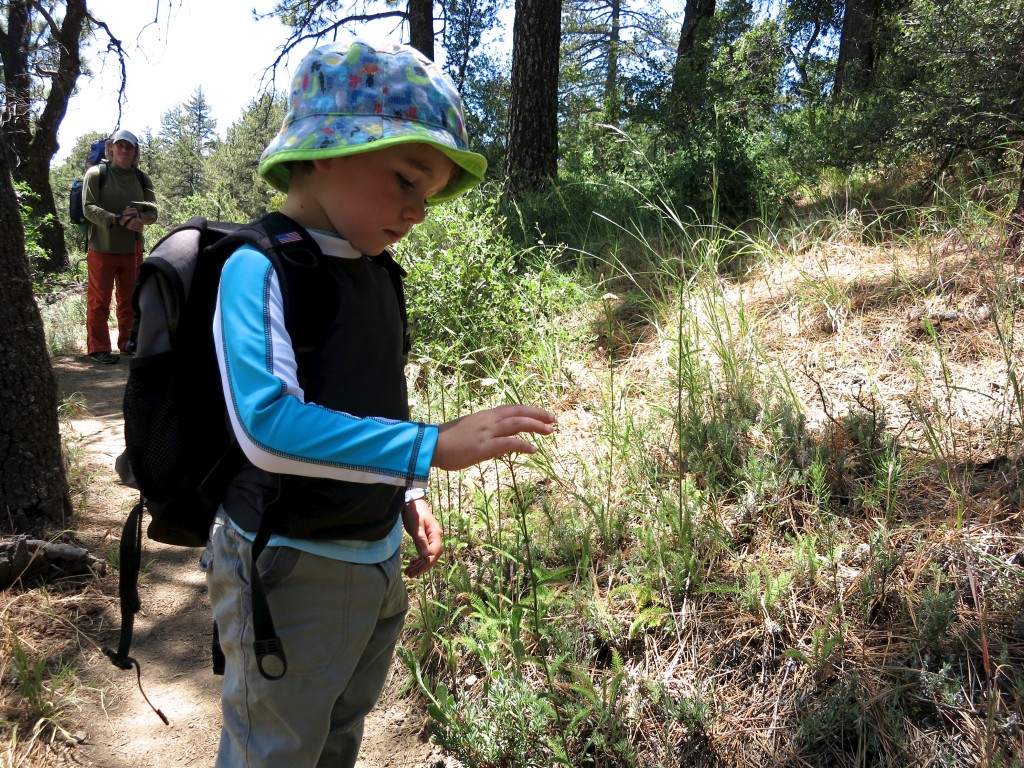 Kid-Hikes-PCT-Mt-Laguna 8