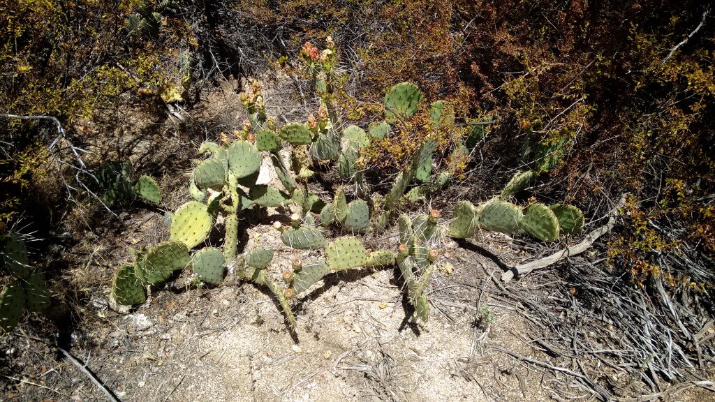 Cactus by the side of the trail