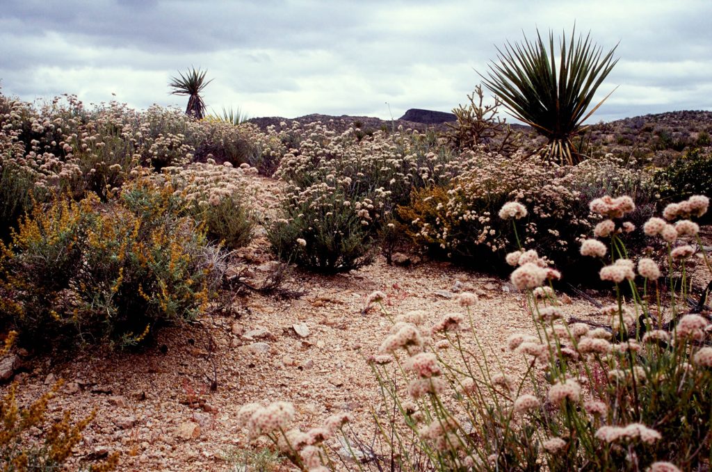 Plants on the Mojave Road