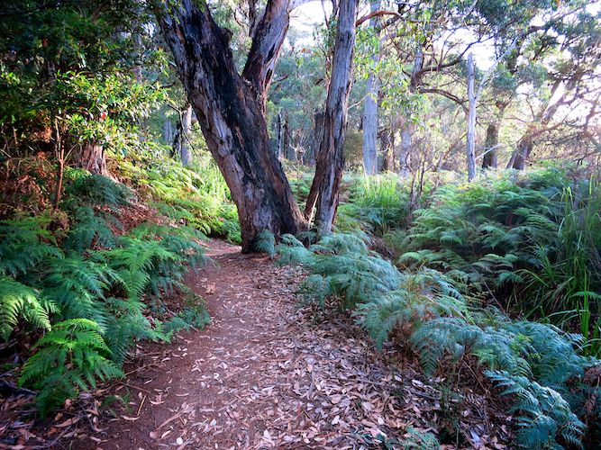 Sealers Cove Campsite Hunter Walkabout